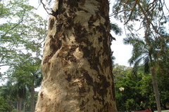 Eucalyptus citriodora